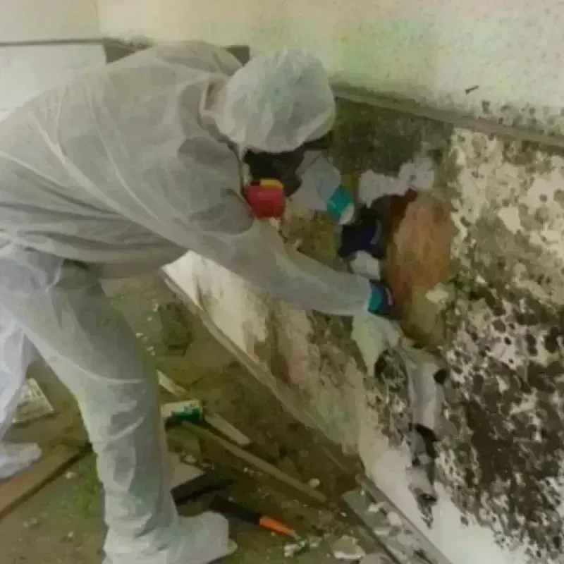 Mold Remediation and Removal in Bethlehem, NC